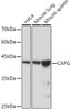 Anti-CAPG Antibody CAB4413