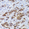 Anti-Trefoil Factor 3 Antibody CAB4592