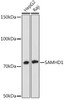 Anti-SAMHD1 Antibody CAB4607