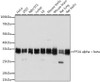 Anti-PP2A alpha beta Antibody CAB6175