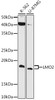 Anti-LMO2 Antibody CAB6832