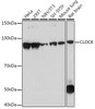 Anti-CLOCK Antibody CAB7265