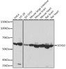 Anti-SOX10 Antibody CAB8655