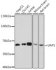 Anti-UAP1 Antibody CAB8662