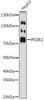 Anti-PDZK1 Antibody CAB8874