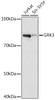 Anti-GRK3 Antibody CAB9163