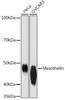 Anti-Mesothelin Antibody CAB9180