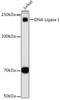 Anti-DNA Ligase I Antibody CAB9301