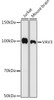Anti-VAV3 Antibody CAB9583