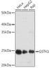 Anti-GSTK1 Antibody CAB9667