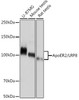 Anti-ApoER2/LRP8 Antibody CAB9747