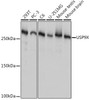 Anti-USP9X Antibody CAB9782