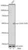 Anti-Phospho-CGAS-S291 Antibody CABP1176
