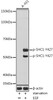 Anti-Phospho-SHC1-Y427 Antibody CABP1184