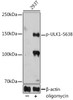 Anti-Phospho-ULK1-S638 Antibody CABP1196