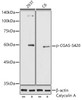 Anti-Phospho-CGAS-S420 Antibody CABP1228