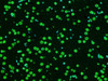Paraffin embedded rat brain was treated with DNAse I to fragment the DNA. DNA strand breaks showed intense fluorescent staining in DNAse I treated sample (green). The cells were counterstained with DAPI (blue).