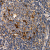 Immunohistochemistry of paraffin-embedded human tonsil using LTA Rabbit pAb at dilution of 1:50 (40x lens). Perform high pressure antigen retrieval with 10 mM citrate buffer pH 6. 0 before commencing with IHC staining protocol.