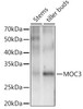 Western blot analysis of extracts of various tissues from the japonica rice (Oryza sativa L. ) variety Zhonghua 11, using MOC3 antibody at 1:1000 dilution. Secondary antibody: HRP Goat Anti-Rabbit IgG (H+L) at 1:10000 dilution. Lysates/proteins: 25ug per lane. Blocking buffer: 3% nonfat dry milk in TBST. Detection: ECL Enhanced Kit. Exposure time: 60s.