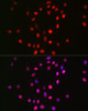 Immunofluorescence analysis of U2OS cells using MonoMethyl-Histone H3-K18 Rabbit mAb at dilution of 1:100 (40x lens). Blue: DAPI for nuclear staining.