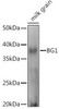Western blot analysis of extracts of various tissues from the japonica rice (Oryza sativa L. ) variety Zhonghua 11, using BG1 antibody at 1:1000 dilution. Secondary antibody: HRP Goat Anti-Rabbit IgG (H+L) at 1:10000 dilution. Lysates/proteins: 25ug per lane. Blocking buffer: 3% nonfat dry milk in TBST. Detection: ECL Enhanced Kit. Exposure time: 60s.