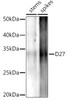 Western blot analysis of extracts of various tissues from the japonica rice (Oryza sativa L. ) variety Zhonghua 11, using D27 antibody at 1:1000 dilution. Secondary antibody: HRP Goat Anti-Rabbit IgG (H+L) at 1:10000 dilution. Lysates/proteins: 25ug per lane. Blocking buffer: 3% nonfat dry milk in TBST. Detection: ECL Enhanced Kit. Exposure time: 120s.