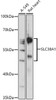 Western blot analysis of extracts of various cell lines, using SLC38A1 antibody at 1:1000 dilution. Secondary antibody: HRP Goat Anti-Rabbit IgG (H+L) at 1:10000 dilution. Lysates/proteins: 25ug per lane. Blocking buffer: 3% nonfat dry milk in TBST. Detection: ECL Enhanced Kit. Exposure time: 60s.