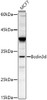 Western blot analysis of extracts of MCF7 cells, using Bcdin3d antibody at 1:500 dilution. Secondary antibody: HRP Goat Anti-Rabbit IgG (H+L) at 1:10000 dilution. Lysates/proteins: 25ug per lane. Blocking buffer: 3% nonfat dry milk in TBST. Detection: ECL Basic Kit. Exposure time: 180s.