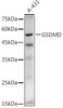 Western blot analysis of extracts of A-431 cells, using GSDMD antibody at 1:1000 dilution. Secondary antibody: HRP Goat Anti-Rabbit IgG (H+L) at 1:10000 dilution. Lysates/proteins: 25ug per lane. Blocking buffer: 3% nonfat dry milk in TBST. Detection: ECL Enhanced Kit. Exposure time: 180s.