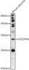 Western blot analysis of extracts of Mouse placenta, using C1QTNF1 antibody at 1:1000 dilution. Secondary antibody: HRP Goat Anti-Rabbit IgG (H+L) at 1:10000 dilution. Lysates/proteins: 25ug per lane. Blocking buffer: 3% nonfat dry milk in TBST. Detection: ECL Basic Kit. Exposure time: 90s.
