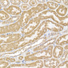 Immunohistochemistry of paraffin-embedded mouse kidney using USP9Y Rabbit pAb at dilution of 1:150 (40x lens). Perform high pressure antigen retrieval with 10 mM citrate buffer pH 6. 0 before commencing with IHC staining protocol.