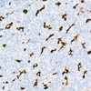 Immunohistochemistry of paraffin-embedded human tonsil using CD68 Rabbit mAb at dilution of 1:72900 (40x lens). Perform high pressure antigen retrieval with 10 mM citrate buffer pH 6. 0 before commencing with IHC staining protocol.