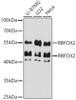Western blot analysis of extracts of various cell lines, using RBFOX2 antibody at 1:3000 dilution. Secondary antibody: HRP Goat Anti-Rabbit IgG (H+L) at 1:10000 dilution. Lysates/proteins: 25ug per lane. Blocking buffer: 3% nonfat dry milk in TBST. Detection: ECL Basic Kit. Exposure time: 60s.