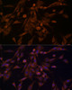 Immunofluorescence analysis of PC-12 cells using HSP70 Rabbit pAb at dilution of 1:100 (40x lens). Blue: DAPI for nuclear staining.