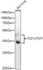 Western blot analysis of extracts of Rat lung, using TCF1/TCF7 antibody at 1:1000 dilution. Secondary antibody: HRP Goat Anti-Rabbit IgG (H+L) at 1:10000 dilution. Lysates/proteins: 25ug per lane. Blocking buffer: 3% nonfat dry milk in TBST. Detection: ECL Enhanced Kit. Exposure time: 90s.