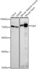 Western blot analysis of extracts of various cell lines, using Cip4 antibody at 1:500 dilution. Secondary antibody: HRP Goat Anti-Rabbit IgG (H+L) at 1:10000 dilution. Lysates/proteins: 25ug per lane. Blocking buffer: 3% nonfat dry milk in TBST. Detection: ECL Basic Kit. Exposure time: 60s.