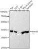 Western blot analysis of extracts of various cell lines, using Wnt16 antibody at 1:500 dilution. Secondary antibody: HRP Goat Anti-Rabbit IgG (H+L) at 1:10000 dilution. Lysates/proteins: 25ug per lane. Blocking buffer: 3% nonfat dry milk in TBST. Detection: ECL Basic Kit. Exposure time: 10s.