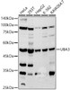Western blot analysis of extracts of various cell lines, using UBA3 antibody at 1:500 dilution. Secondary antibody: HRP Goat Anti-Rabbit IgG (H+L) at 1:10000 dilution. Lysates/proteins: 25ug per lane. Blocking buffer: 3% nonfat dry milk in TBST. Detection: ECL Basic Kit. Exposure time: 30s.