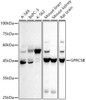 Western blot analysis of extracts of various cell lines, using GPRC5B antibody at 1:500 dilution. Secondary antibody: HRP Goat Anti-Rabbit IgG (H+L) at 1:10000 dilution. Lysates/proteins: 25ug per lane. Blocking buffer: 3% nonfat dry milk in TBST. Detection: ECL Basic Kit. Exposure time: 30s.