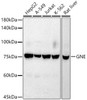 Western blot analysis of extracts of various cell lines, using GNE antibody at 1:1000 dilution. Secondary antibody: HRP Goat Anti-Rabbit IgG (H+L) at 1:10000 dilution. Lysates/proteins: 25ug per lane. Blocking buffer: 3% nonfat dry milk in TBST. Detection: ECL Basic Kit. Exposure time: 180s.