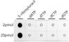 Dot-blot analysis of all sorts of chemical compounds using Pseudouridine / 5-ribosyluracil antibody at 1:1000 dilution.