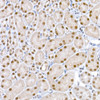 Immunohistochemistry of paraffin-embedded rat ovary using PLK1 Rabbit mAb at dilution of 1:100 (40x lens). Perform high pressure antigen retrieval with 10 mM citrate buffer pH 6. 0 before commencing with IHC staining protocol.