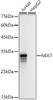 Western blot analysis of extracts of various cell lines, using NEK7 antibody at 1:500 dilution. Secondary antibody: HRP Goat Anti-Rabbit IgG (H+L) at 1:10000 dilution. Lysates/proteins: 25ug per lane. Blocking buffer: 3% nonfat dry milk in TBST. Detection: ECL Basic Kit. Exposure time: 30s.