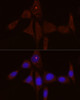 Immunofluorescence analysis of NIH/3T3 cells using IL1RN Rabbit pAb at dilution of 1:50 (40x lens). Blue: DAPI for nuclear staining.
