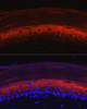 Immunofluorescence analysis of rat skin using KRT80 Rabbit pAb at dilution of 1:50 (40x lens). Blue: DAPI for nuclear staining.