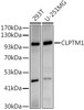 Western blot analysis of extracts of various cell lines, using at 1:500 dilution. Secondary antibody: HRP Goat Anti-Rabbit IgG (H+L) at 1:10000 dilution. Lysates/proteins: 25ug per lane. Blocking buffer: 3% nonfat dry milk in TBST. Detection: ECL Basic Kit. Exposure time: 180s.