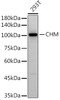 Western blot analysis of extracts of 293T cells, using at 1:500 dilution. Secondary antibody: HRP Goat Anti-Rabbit IgG (H+L) at 1:10000 dilution. Lysates/proteins: 25ug per lane. Blocking buffer: 3% nonfat dry milk in TBST. Detection: ECL Basic Kit. Exposure time: 60s.