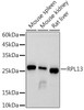 Western blot analysis of extracts of various cell lines, using at 1:1000 dilution. Secondary antibody: HRP Goat Anti-Rabbit IgG (H+L) at 1:10000 dilution. Lysates/proteins: 25ug per lane. Blocking buffer: 3% nonfat dry milk in TBST. Detection: ECL Basic Kit. Exposure time: 30s.