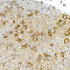 Immunohistochemistry of paraffin-embedded mouse brain using RPL13 Rabbit mAb at dilution of 1:50 (40x lens). Perform high pressure antigen retrieval with 10 mM citrate buffer pH 6. 0 before commencing with IHC staining protocol.