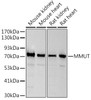 Western blot analysis of extracts of various cell lines, using at 1:500 dilution. Secondary antibody: HRP Goat Anti-Rabbit IgG (H+L) at 1:10000 dilution. Lysates/proteins: 25ug per lane. Blocking buffer: 3% nonfat dry milk in TBST. Detection: ECL Basic Kit. Exposure time: 3s.